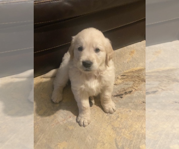 Medium Photo #7 English Cream Golden Retriever Puppy For Sale in BEAUMONT, CA, USA