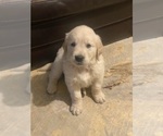 Small #6 English Cream Golden Retriever