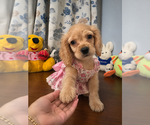 Small #17 Cocker Spaniel