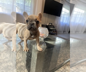 French Bulldog Puppy for sale in JACKSONVILLE, FL, USA