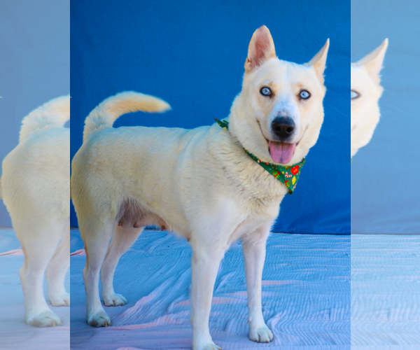 Medium Photo #2 Siberian Husky Puppy For Sale in Pasadena, CA, USA