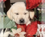 Small Photo #5 Labrador Retriever Puppy For Sale in GLENDALE, CA, USA