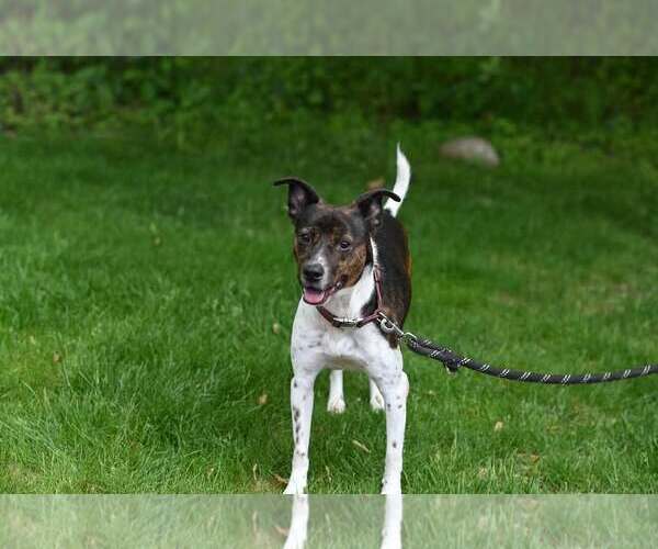 Medium Photo #4 Pointer-Unknown Mix Puppy For Sale in Westwood, NJ, USA