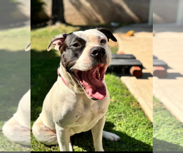 Medium Photo #3 Boxer-Unknown Mix Puppy For Sale in San Bernardino , CA, USA