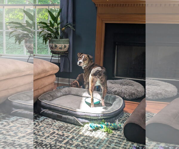 Medium Photo #2 Feist Terrier-Unknown Mix Puppy For Sale in Garner, NC, USA
