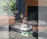 Small #1 Feist Terrier Mix