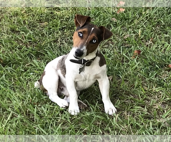 Medium Photo #1 Jack Russell Terrier Puppy For Sale in BROOKER, FL, USA