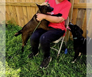 Casey Jones - Male Mutt Dog for Adoption - Photo #4