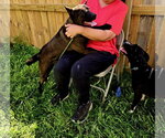 Small Photo #4 Mutt Puppy For Sale in Jackson, MS, USA