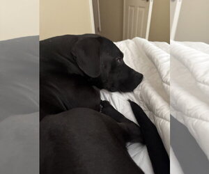 Rex - Male Labrador Retriever-Staffordshire Bull Terrier Mix Dog for Adoption - Photo #5
