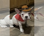 Puppy Puppy 1 Cookie French Bulldog