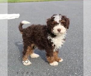 Bernedoodle (Miniature) Puppy for sale in EPHRATA, PA, USA