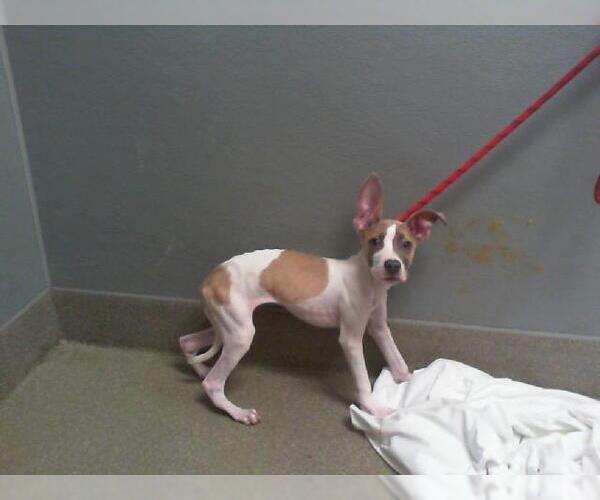 Medium Photo #1 American Pit Bull Terrier-Unknown Mix Puppy For Sale in Las Vegas, NV, USA