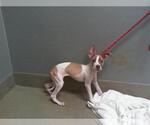 Small American Pit Bull Terrier Mix