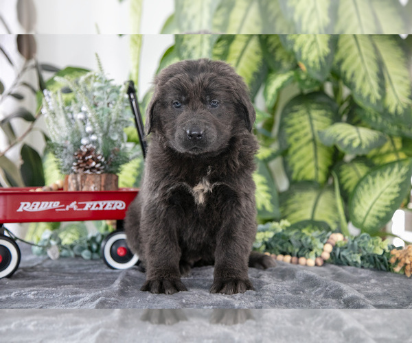 Medium Photo #6 Newfoundland Puppy For Sale in SUGARCREEK, OH, USA