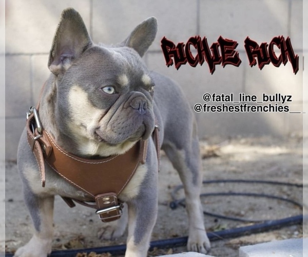 Medium Photo #1 French Bulldog Puppy For Sale in CHINO, CA, USA