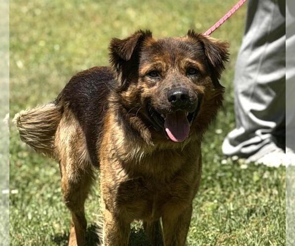 Medium Photo #1 Australian Shepherd-German Shepherd Dog Mix Puppy For Sale in Yardley, PA, USA