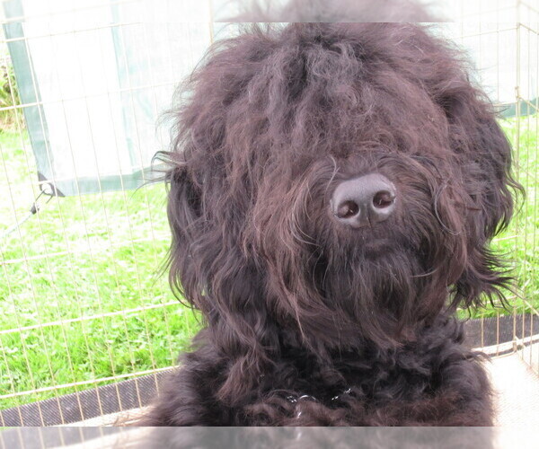 Medium Photo #9 Barbet Puppy For Sale in GREENBANK, WA, USA