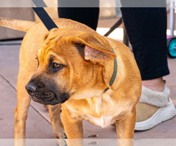 Medium Photo #4 French Bulldog-Unknown Mix Puppy For Sale in Lake Forest, CA, USA