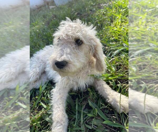 Medium Photo #5 Labradoodle Puppy For Sale in HERALD, CA, USA