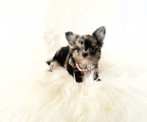 Medium Photo #3 Chihuahua Puppy For Sale in SACRAMENTO, CA, USA