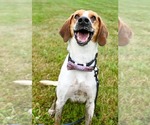 Small #6 Treeing Walker Coonhound Mix