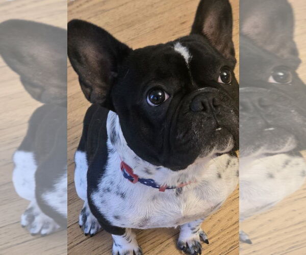 Medium Photo #1 French Bulldog Puppy For Sale in Miami, FL, USA