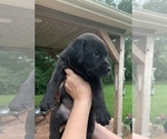 Small Photo #3 Labrador Retriever Puppy For Sale in ALVIN, TX, USA