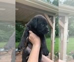 Small #2 Labrador Retriever