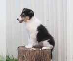 Small #1 Collie