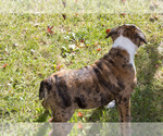 Small Photo #15 Olde English Bulldogge Puppy For Sale in OVERLAND, KS, USA