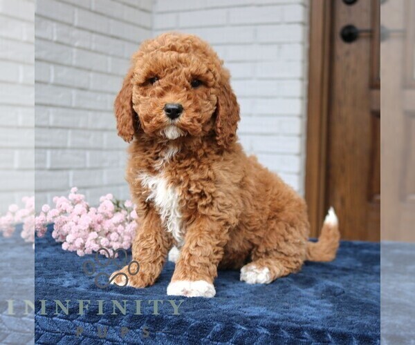 Medium Photo #2 Goldendoodle (Miniature) Puppy For Sale in NARVON, PA, USA
