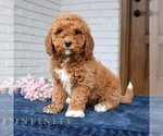 Small #1 Goldendoodle (Miniature)