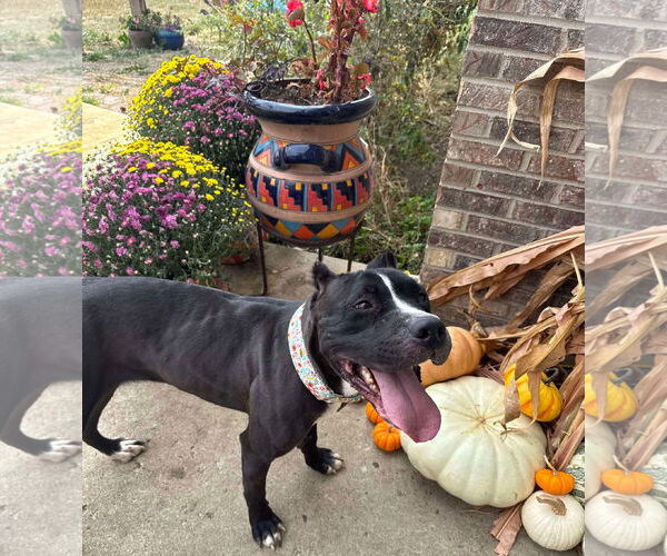 Medium Photo #6 American Pit Bull Terrier-Unknown Mix Puppy For Sale in Germantown, OH, USA