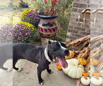 Small #5 American Pit Bull Terrier Mix