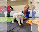 Small #2 Border Collie-Great Pyrenees Mix