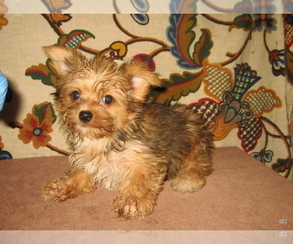 Medium Photo #1 Yorkshire Terrier Puppy For Sale in BAKERSFIELD, CA, USA