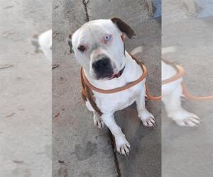 American Pit Bull Terrier-Unknown Mix Dogs for adoption in Texas City, TX, USA
