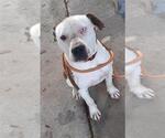 Small American Pit Bull Terrier Mix