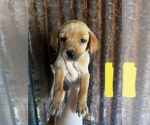 Labrador Retriever Puppy for sale in CEDAR VALE, KS, USA