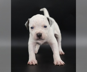 American Bully Puppy for sale in CHAMPAIGN, IL, USA