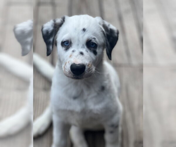 Medium Photo #5 Great Pyrenees-Unknown Mix Puppy For Sale in Dana Point, CA, USA