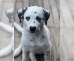 Small #4 Great Pyrenees Mix