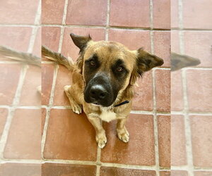 Golden Retriever-Unknown Mix Dogs for adoption in San Diego, CA, USA