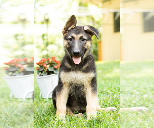 Medium Photo #1 German Shepherd Dog Puppy For Sale in GOSHEN, IN, USA