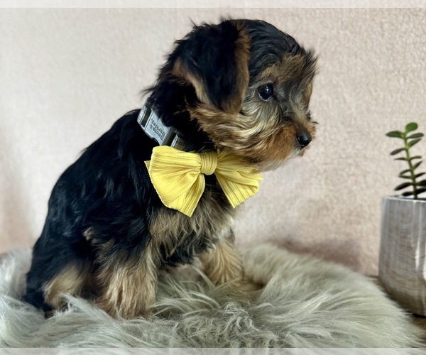 Medium Photo #8 Yorkshire Terrier Puppy For Sale in NAPPANEE, IN, USA
