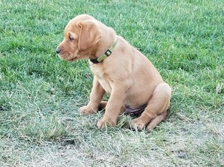 Labrador Retriever Puppy for sale in BENTON CITY, WA, USA