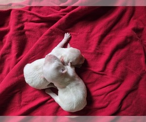 Maltese Puppy for sale in CORNERSVILLE, TN, USA