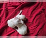 Small Maltese