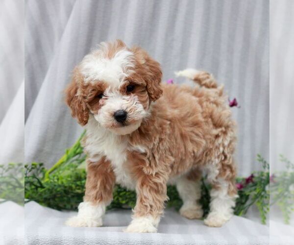 Medium Photo #1 Poodle (Miniature) Puppy For Sale in LITITZ, PA, USA
